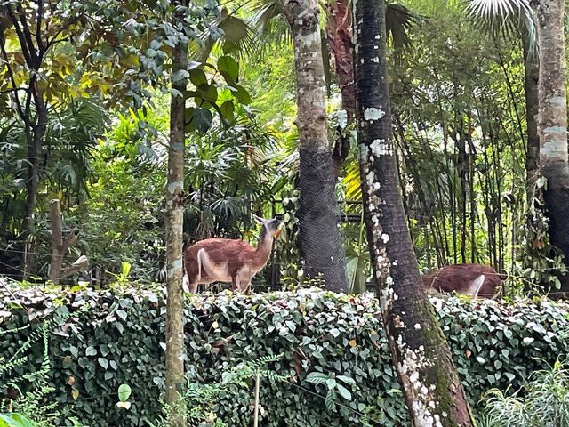 Amazon River Quest Ride at River Safari Zoo