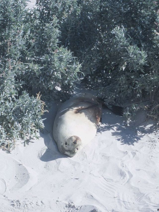 勇闖袋鼠島,近距離親親澳洲野生動物