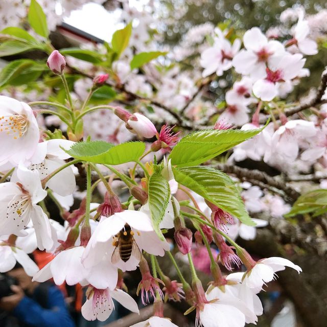 嘉義阿里山櫻花季！吉野櫻綻放派出所前
