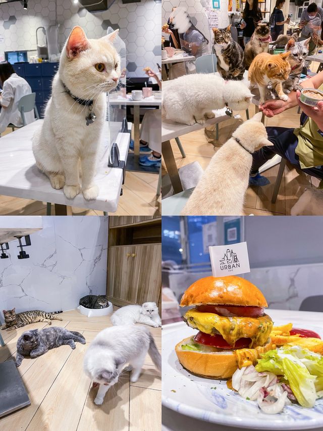 Urban cafe 觀塘去特色貓cafe