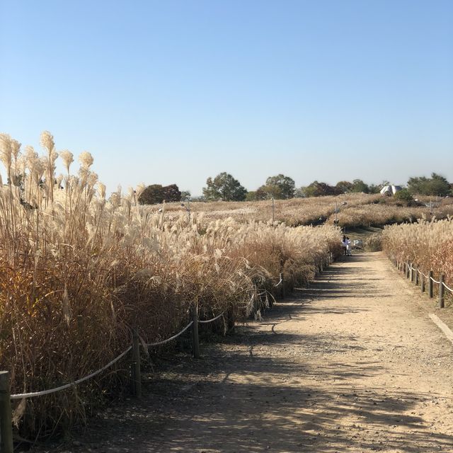 Autumn in Haneul Park