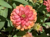 本地遊 ｜ 荔枝角公園 ｜賞花 ｜ 小百日草