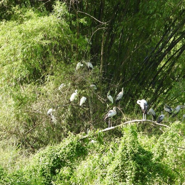 寧平必玩景點--松芽鳥類生態旅遊區Khu du lịch sinh thái Thung Nham - Ninh Bình