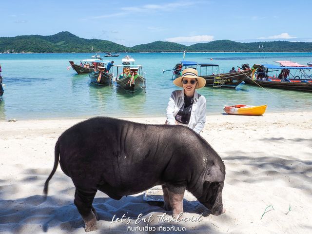 ไปถ่ายรูปกับน้องหมู ที่มัดสุม