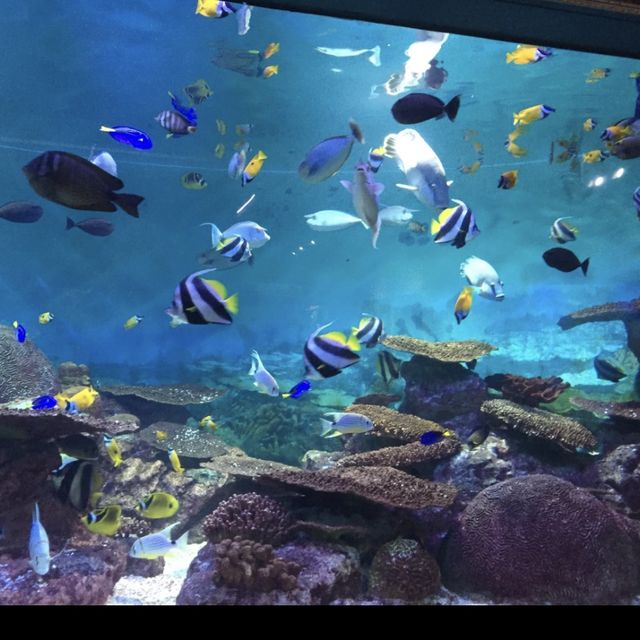 韓国/ソウル【三成】アートな水族館💙COEXアクアリウム