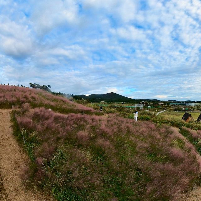 📸 핑크뮬리 가득한 핑크빛 피크닉, 카페새빌