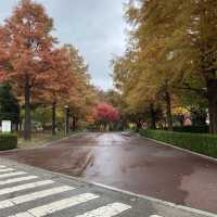 Autumn in Samsung Library