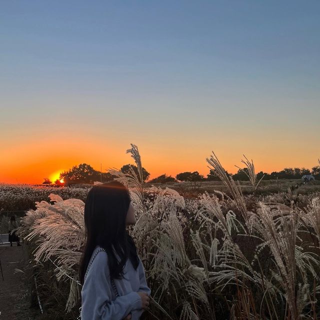 노을 맛집 억새 가득한 “하늘공원”🌾💛