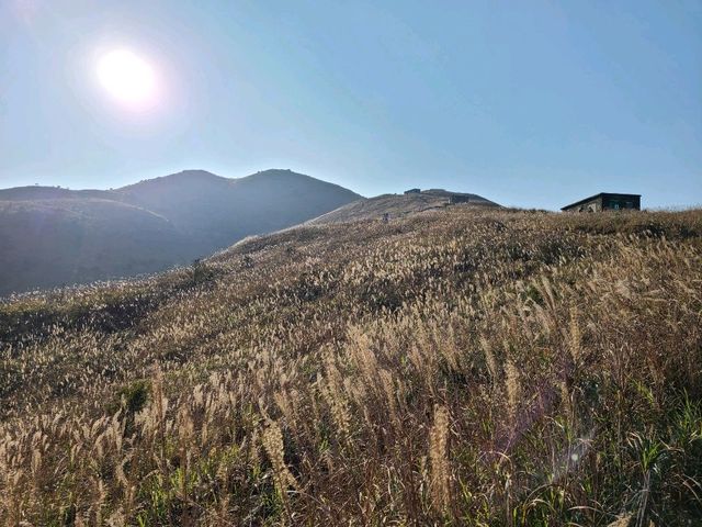 【秋冬賞芒系列~大東山🌾】