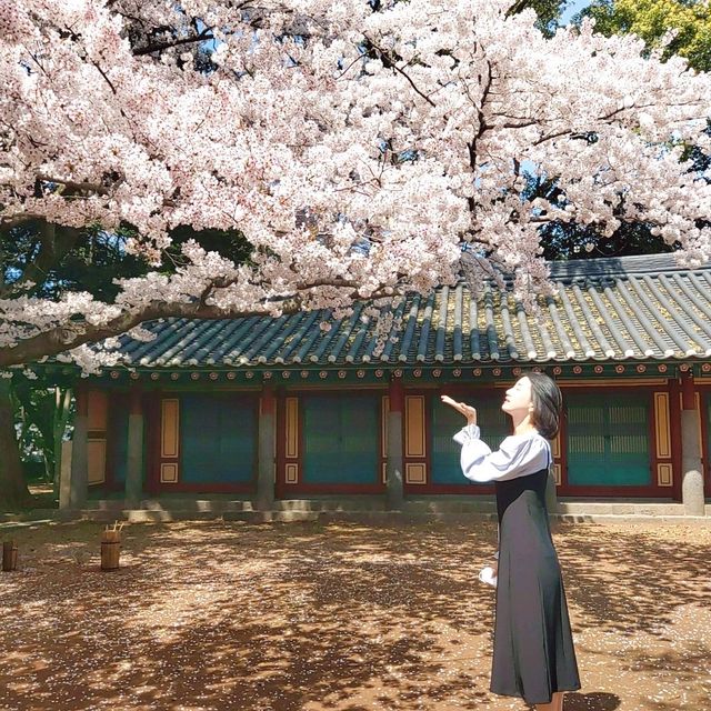 제주 벚꽃 명소 삼성혈
