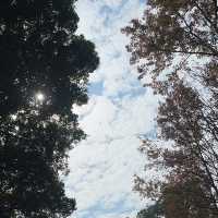 將軍澳輕鬆發現紅葉
