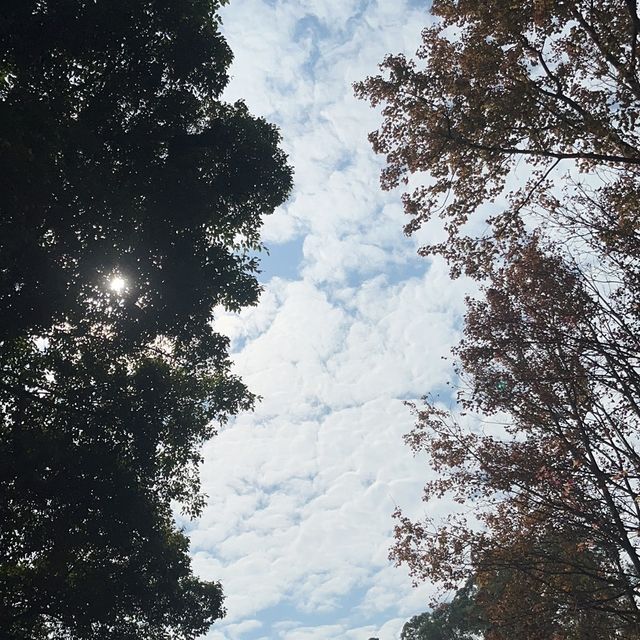 將軍澳輕鬆發現紅葉