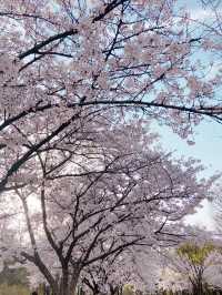 서울 안의 숲속, 서울숲🌷🌸