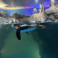 Tips and Tricks to Underwater World Langkawi 