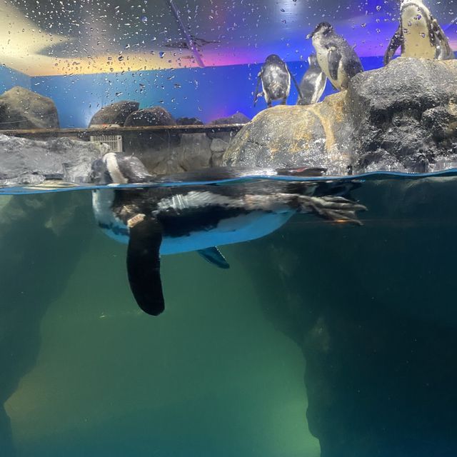 Tips and Tricks to Underwater World Langkawi 