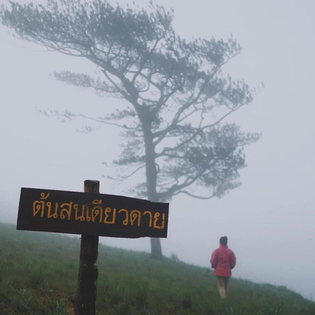 “ดอยหลวงตาก” ใครๆก็ค้องเคยไปที่นี่!!