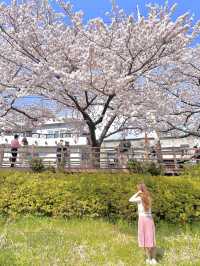 부산 최대 규모의 벚꽃 명소, 온천천🌸