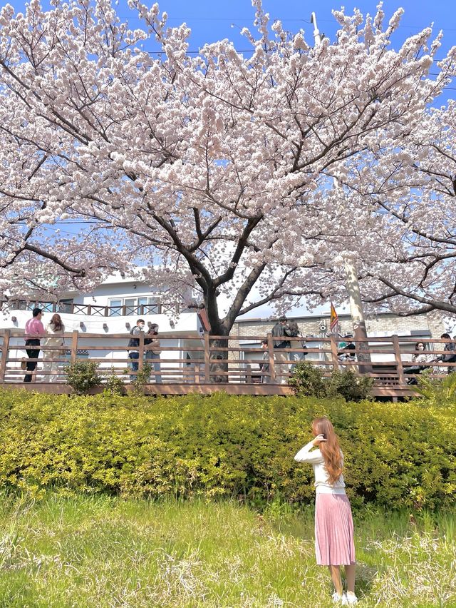 부산 최대 규모의 벚꽃 명소, 온천천🌸