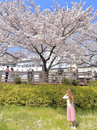 부산 최대 규모의 벚꽃 명소, 온천천🌸