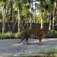 近距離接觸老虎🐯芭堤雅人氣老虎🐅樂園