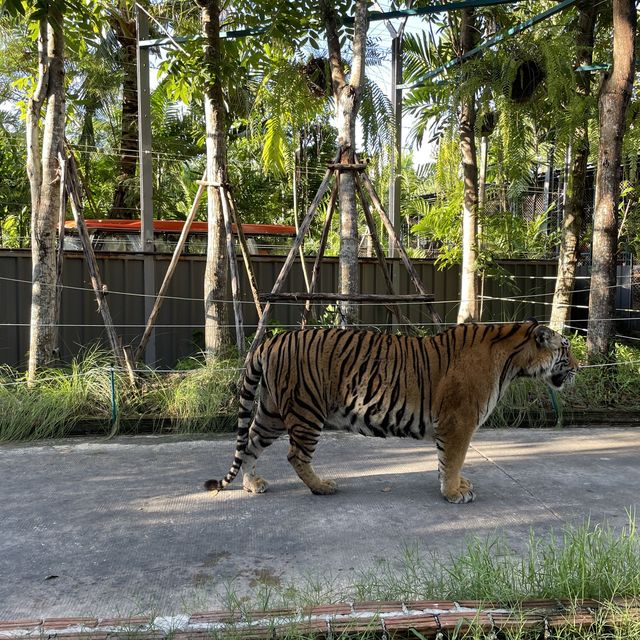 近距離接觸老虎🐯芭堤雅人氣老虎🐅樂園
