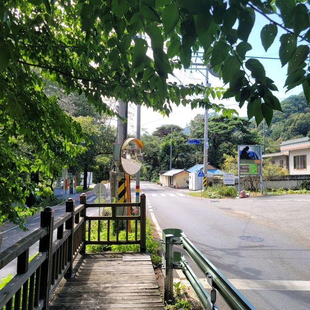 탄소발자국 하동십리벚꽃길 산책 