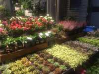 Flowery street 🌹💐🌸🌺🌷🌻🌼