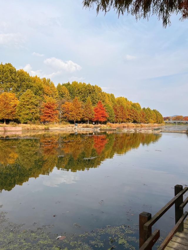 가을에 꼭 가봐야하는 담양관방제림🍂