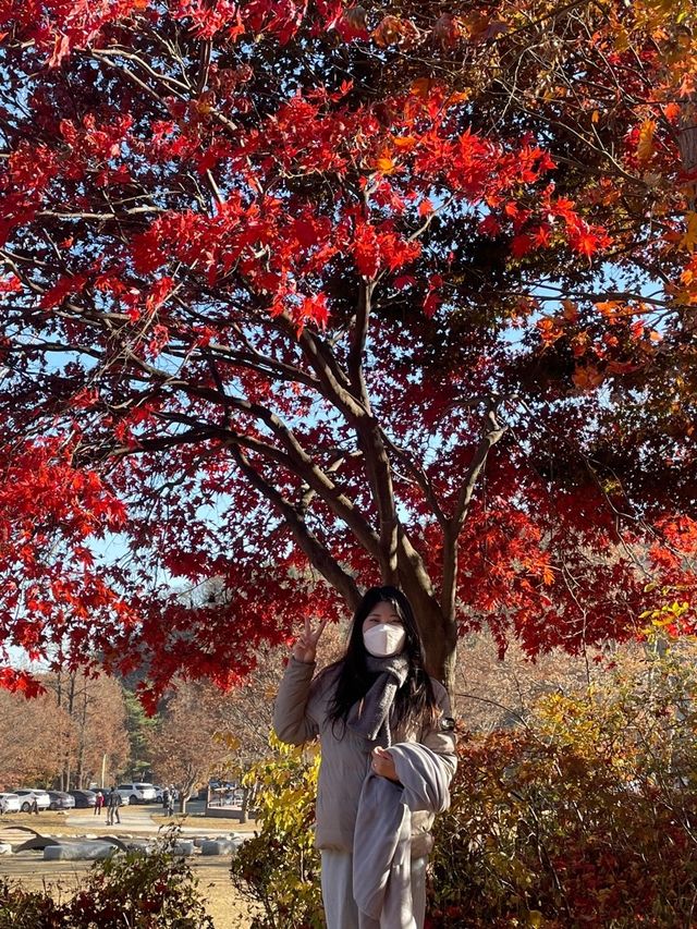 가을하면 뜨는 단풍여행 명소 : 용문사