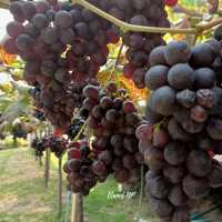 🍇 ไร่องุ่นหอมแผ่นดิน