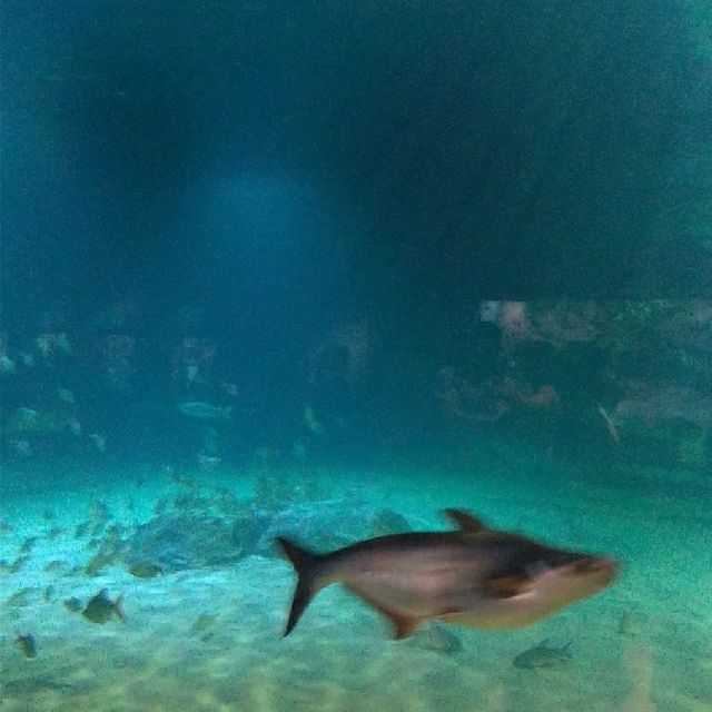 暹粒水族館及動物園