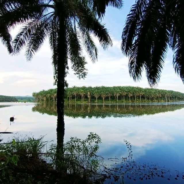natural morning walk in palm oil plantation 