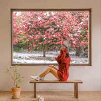 🌺제주에서 동백이 보고싶다면 꼭 추천하는곳! [제주, 동백포레스트]❄️