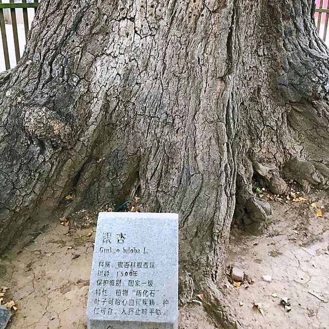 世界文化遺產，嵩山少林寺