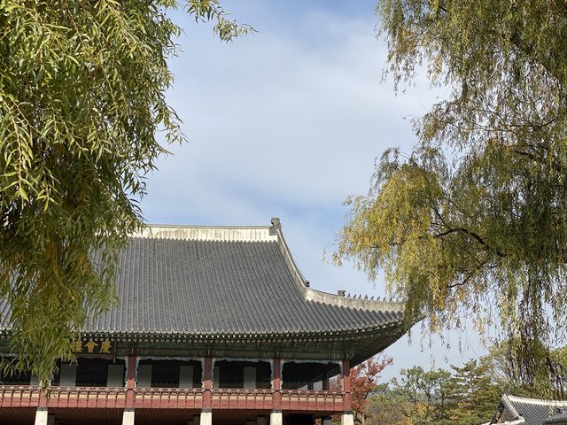 노랗게 물든 경복궁🍁