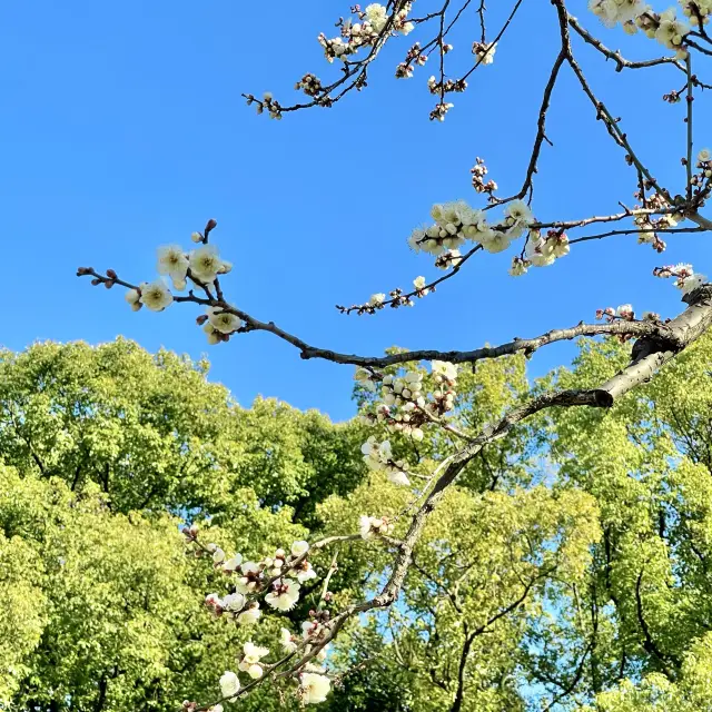 芝公園の梅林