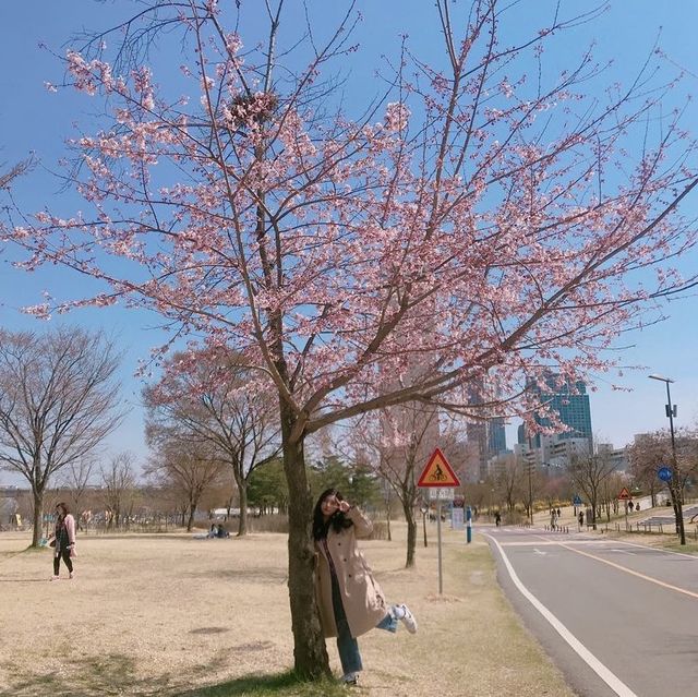 벚꽃하면, 한강 ! 여의도벚꽃축제 🌸