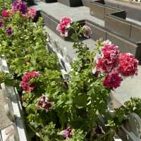 親子好去處｜香港動植物公園賞花攝影遊🌺