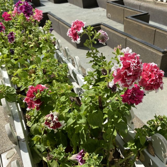 親子好去處｜香港動植物公園賞花攝影遊🌺