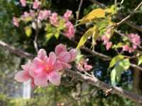 遊香港．將軍澳賞花好去處