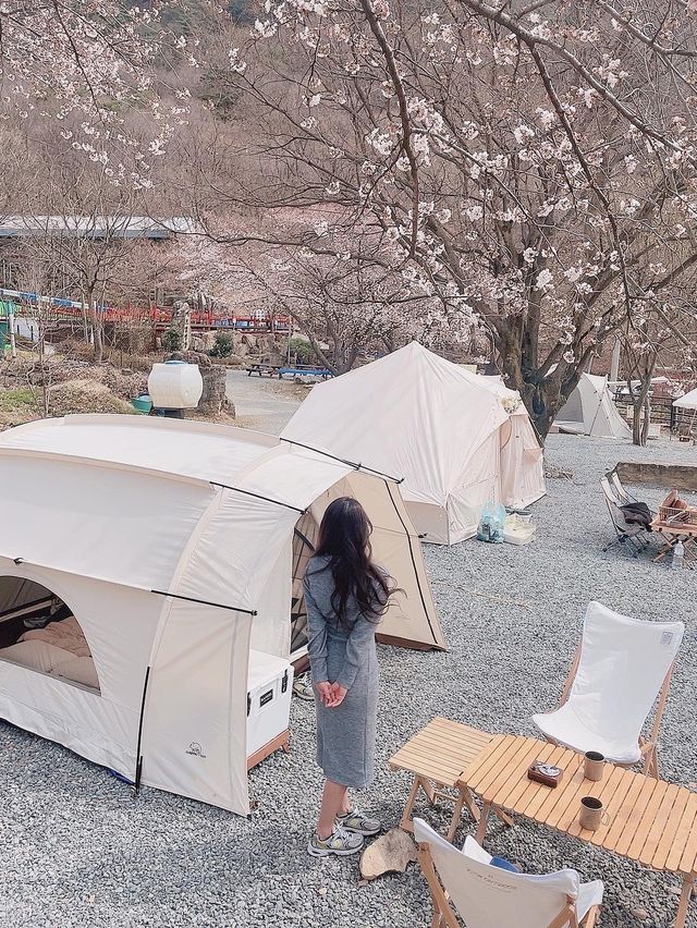 벚꽃 캠핑의 정석, 밀양 "미르캠핑장"