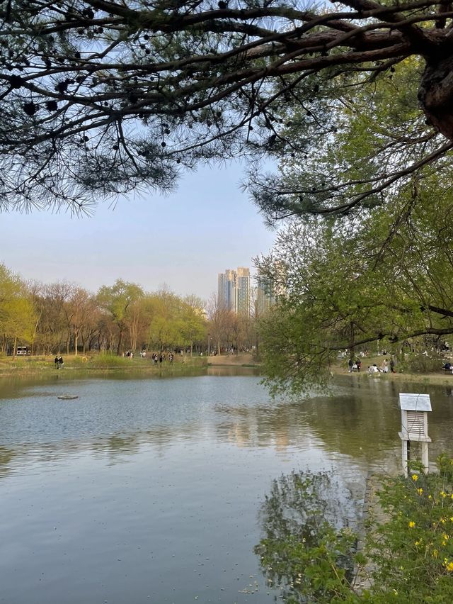서울 벚꽃 명소인 서울숲🌸