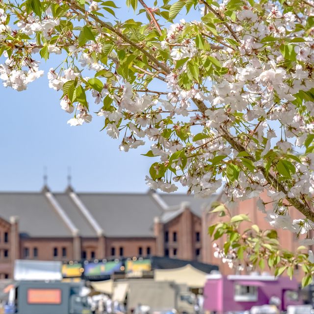 象の鼻パーク入り口付近の桜