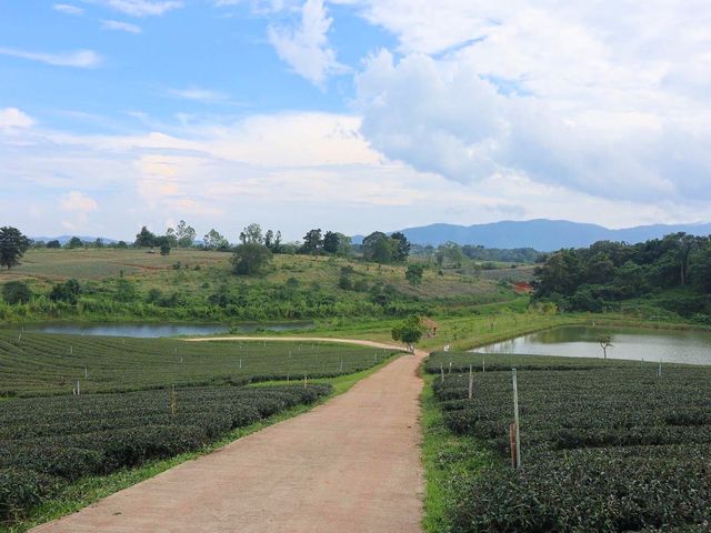 一望無際的綠茶園—翠峰茶園