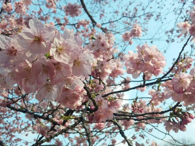 東京賞櫻勝地🌸🌸➡️新宿御苑