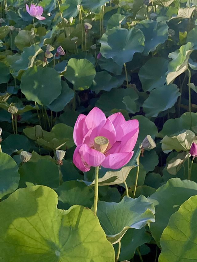 야경과 함께 연꽃 구경, 경주 동궁과 월지🪷 야경과 함께 연꽃 구경, 경주 동궁과 월지🪷