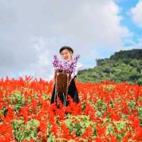 สวนดอกไม้ที่วิวสวยที่สุด | ม่อนแจ่ม ~ เชียงใหม่