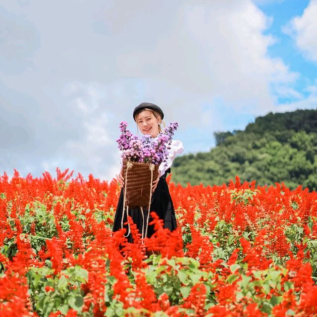 สวนดอกไม้ที่วิวสวยที่สุด | ม่อนแจ่ม ~ เชียงใหม่
