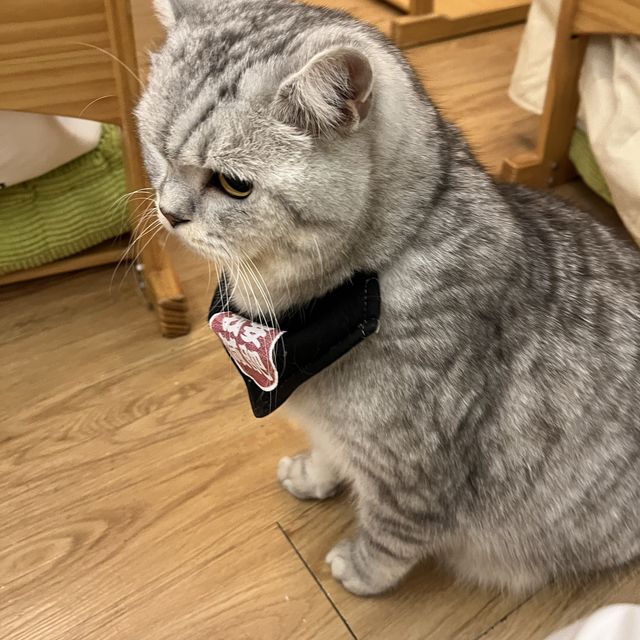 愛貓之人必到既貓之茶房