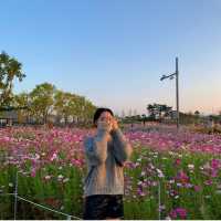 🌸 고하도 ‘코스모스‘ 🌸